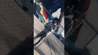 Ivan- Walkinonit Freestyle