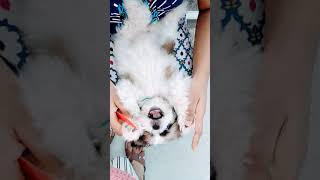 #lucybaby#combing   Lucy baby had bath and combing  her hairs😅