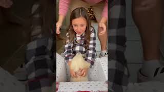 Puppy hiding in box shocks little girl | Humankind #Shorts