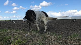 Goose hunting - Shaggy dog ​​and gun screenshot 1