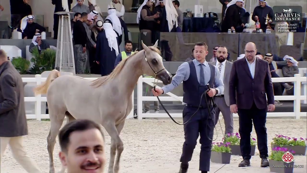 Фестиваль чистокровных лошадей KPAHS в Кувейте 2026, класс 2B