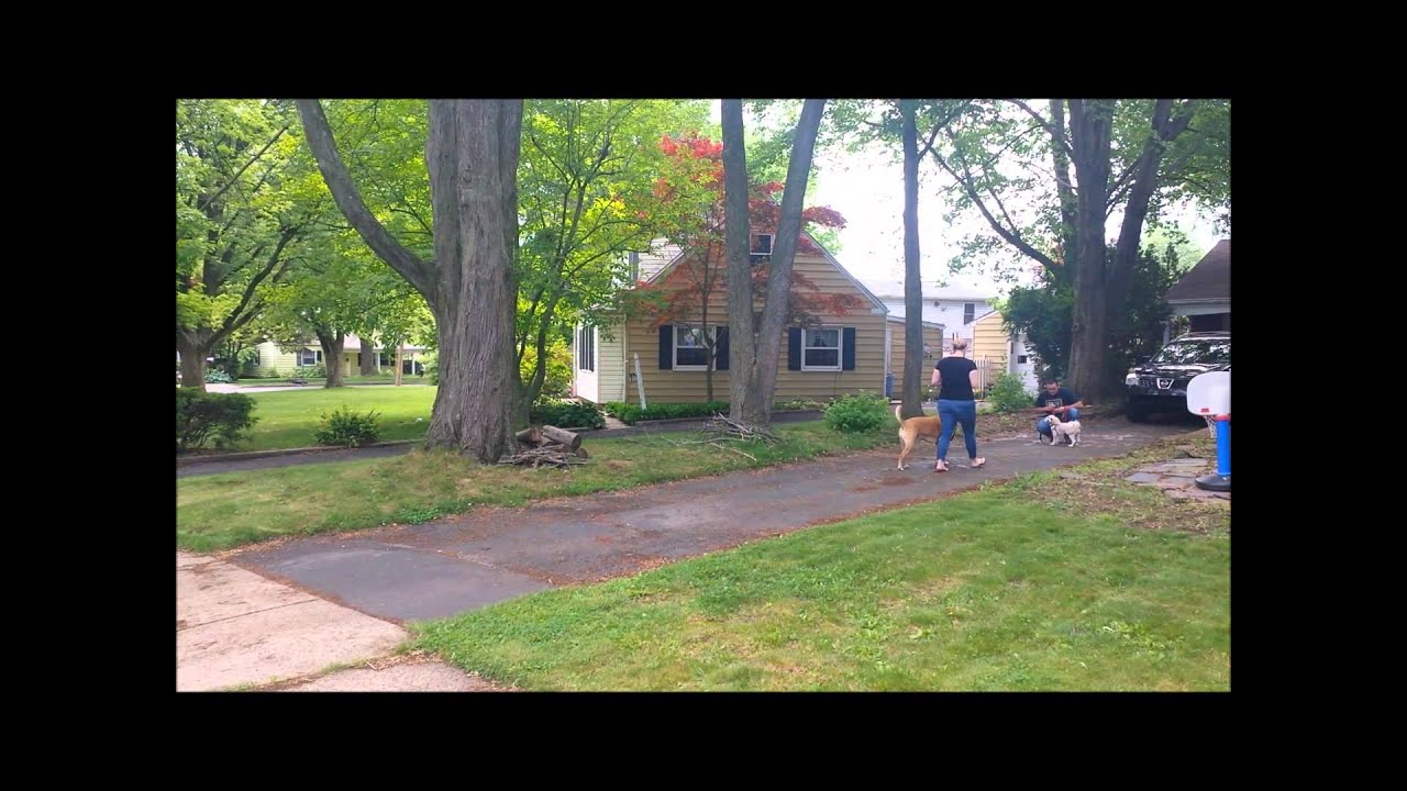 Katie & Cooper Dog Reactive Work