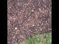 garden day 3