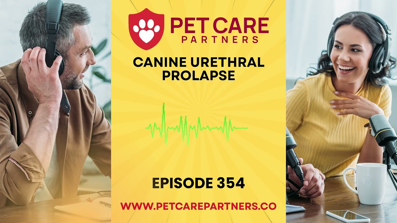 EP 354: Canine Urethral Prolapse – Diagnosis, Treatment & Breed Predispositions | Pet Care Partners
