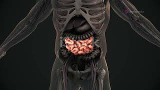 Unveiling the Mysteries: The Intestinal Crypt Clonal Conveyor Belt