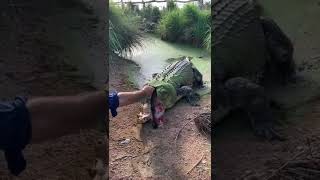 That’s one enormous tooth 😳  🐊 he’ll have another grown back in no time