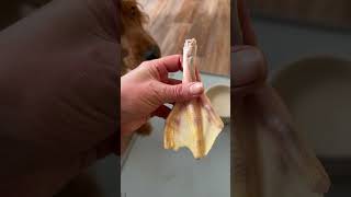 Какое любимое лакомство у вашей собаки? #щенок #puppy #кокерспаниель