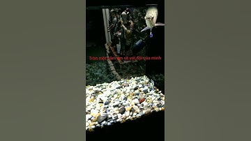 Kim long quá bối tròn một tuổi