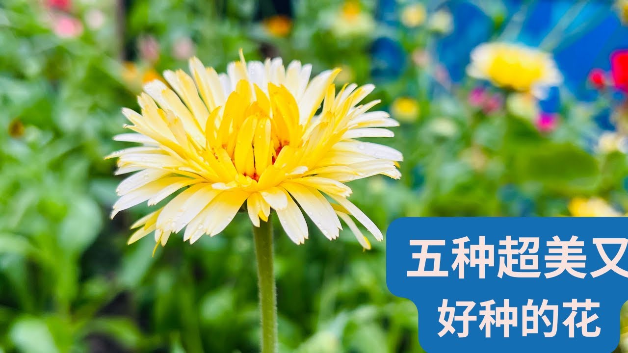 五种颜值高又好种的单年生花卉。