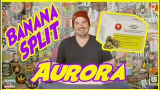 BANANA SPLIT by Aurora - LEGAL WEED REVIEWS with Mike Rita
