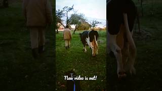 Hello October! Welcome into autumn and our harvest season! #cow #farmlife #nature #harvest #farming