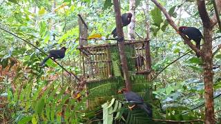 Poksay mandarin mana yang tidak tertarik dengan suara pikat seperti ini, di jamin poin langsung
