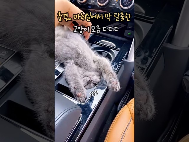 충격.. 마취실에서 막 탈출한 고양이 모음 ㄷㄷ
