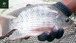 Wild Asia | Nila Tilapia, From The Nile To Star In Southeast Asia | Wildlife Documentary
