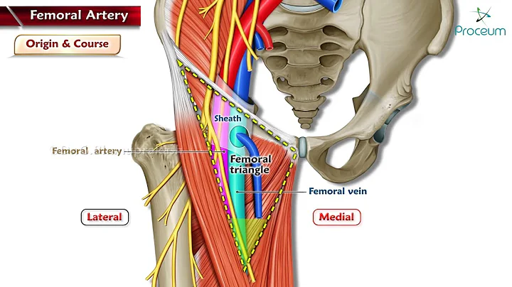 Femoral Artery Anatomy Animation | Origin, Course, Branches & Termination | USMLE Step 1