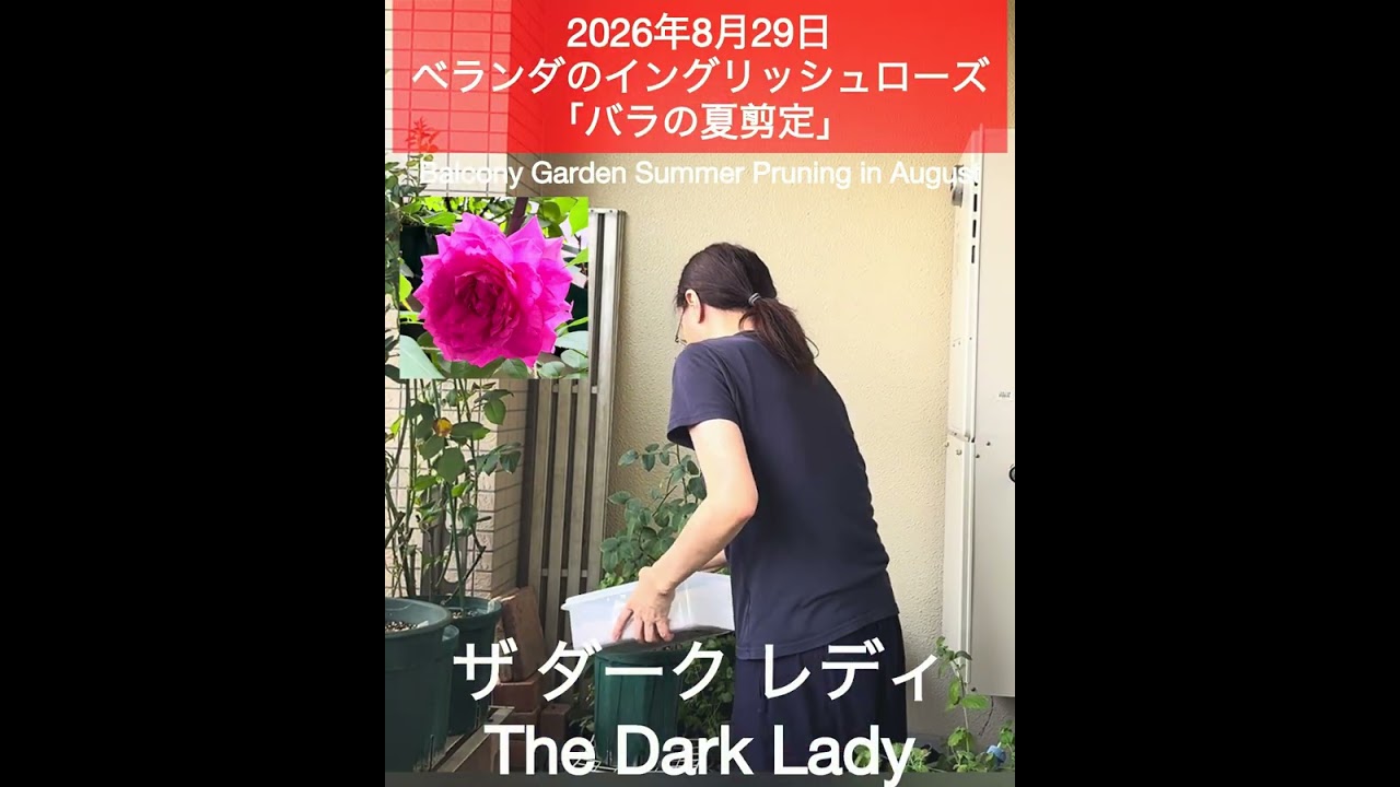August 29, 2026: English Roses on the Balcony 