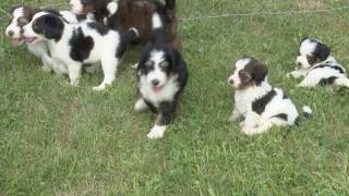 Simon Yoder's Bernadoodle Puppies