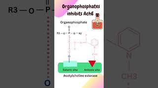 Aging of AchE #docnur #education #doctor #neet #pesticides #poisoning #shorts