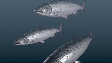 What is Genomic Selection?
