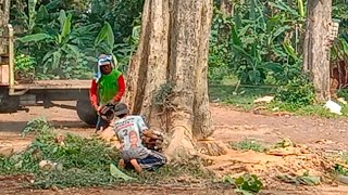 PENEBANGAN KAYU JATI TERBESAR TANAMAN BELANDA