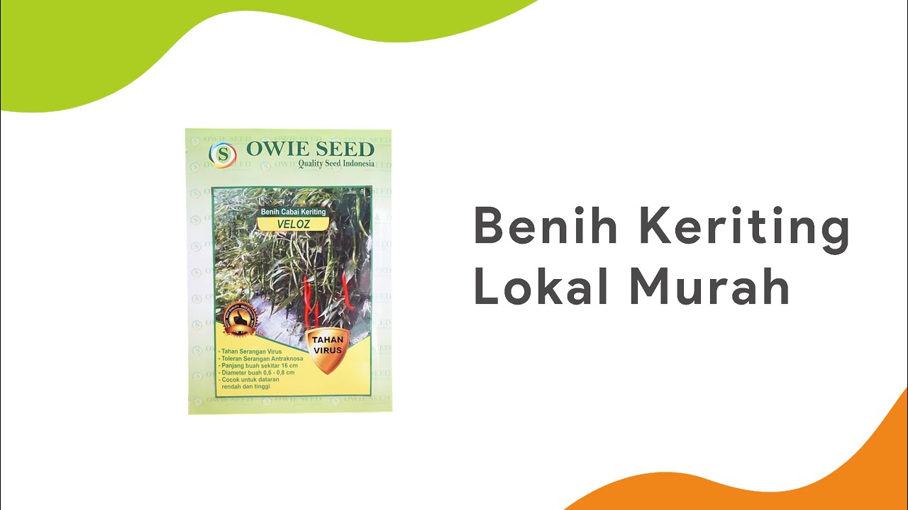 CMK Lokal Keriting Murah | Benih Cabe Keriting Veloz Owie Seed