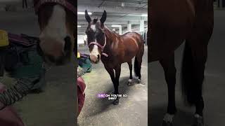 It’s championship show day! #equestrian #quarterhorse #hunterjumper #westernriding #aqha