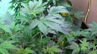 Kushington Farms Uses Lush LED Lighting Takes a Wander Around the Garden 01 10 14