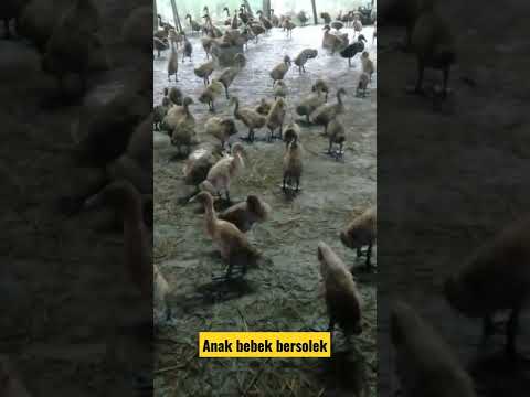 Video: Mengapa bebek bersolek?