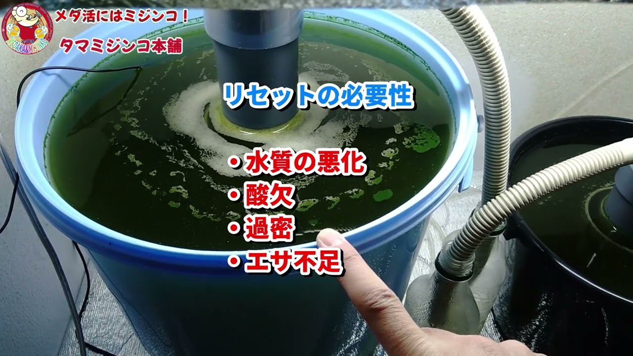 タマミジンコを増やそう！【バケツ＆16L容器】 リセットのタイミングは
