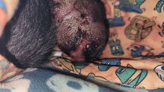 Update - infection after tail amputation