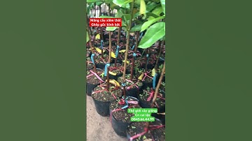 MÃNG CẦU XIÊM THÁI GHÉP GỐC BÌNH BÁT. CÂY TỰ THỤ PHẤN DỄ ĐẬU TRÁI
