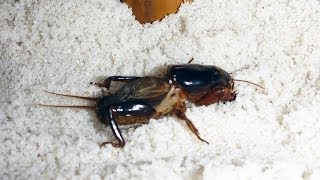 Mole Cricket - Underground Insect - Not a Sandgroper