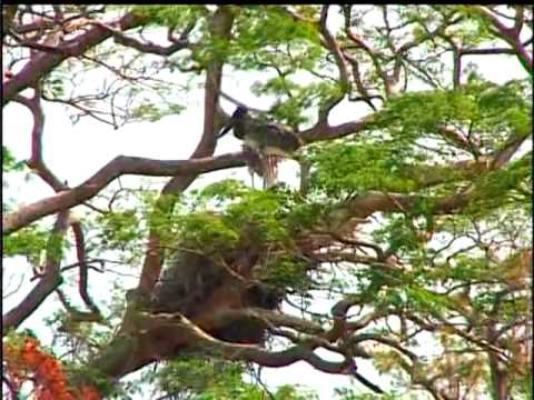 Costa Rica Chillout. Palo Verde National Park costa maya