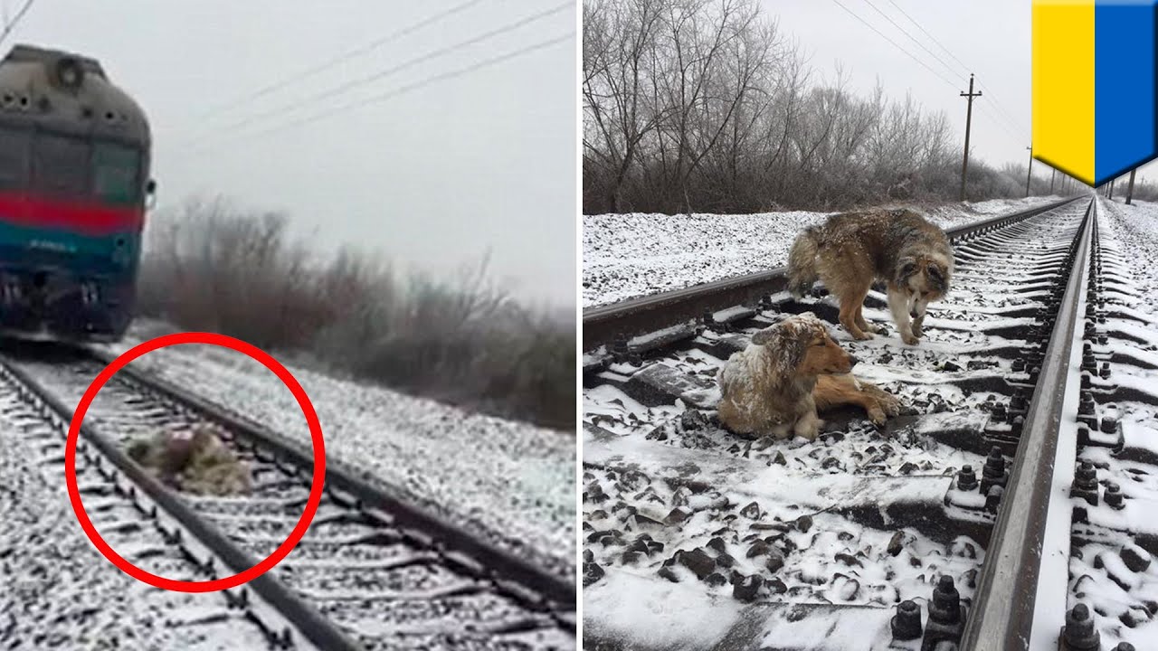 Loyal dog: dog protects injured dog stuck on train tracks for two days in snowy weather - TomoNews