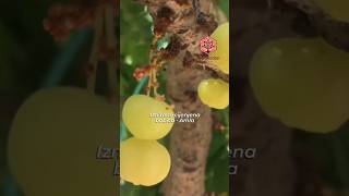 BILJKA ZA JAČANJE IMUNITETA #ayugarden #ayurveda #rasayana #imunitet #zdravlje