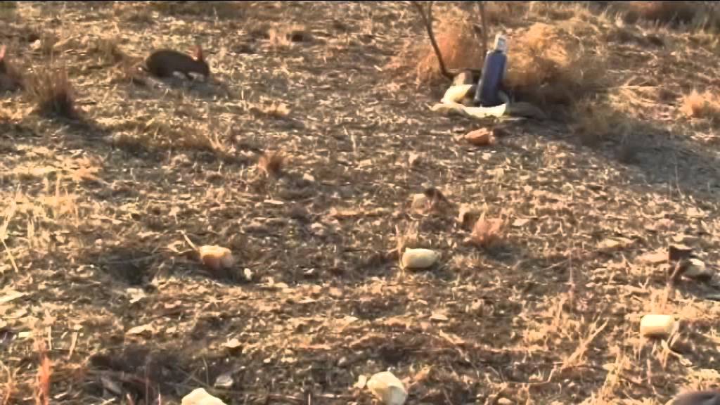 Ingenio recupera el conejo silvestre