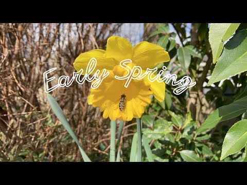 Quiet Spring Garden Video 🌸⎥No Talking