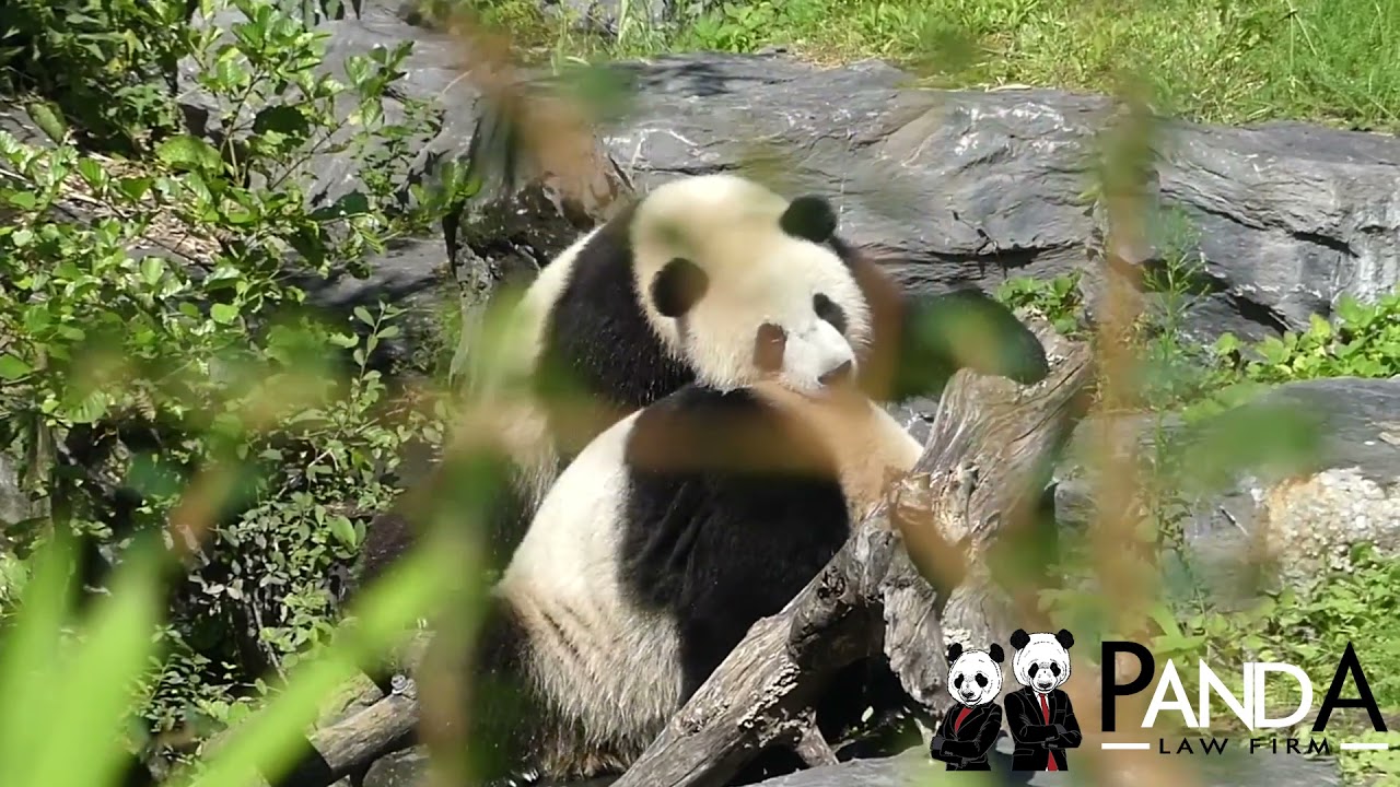 🎼Call PandA Law 7028183888 🎼 YouTube