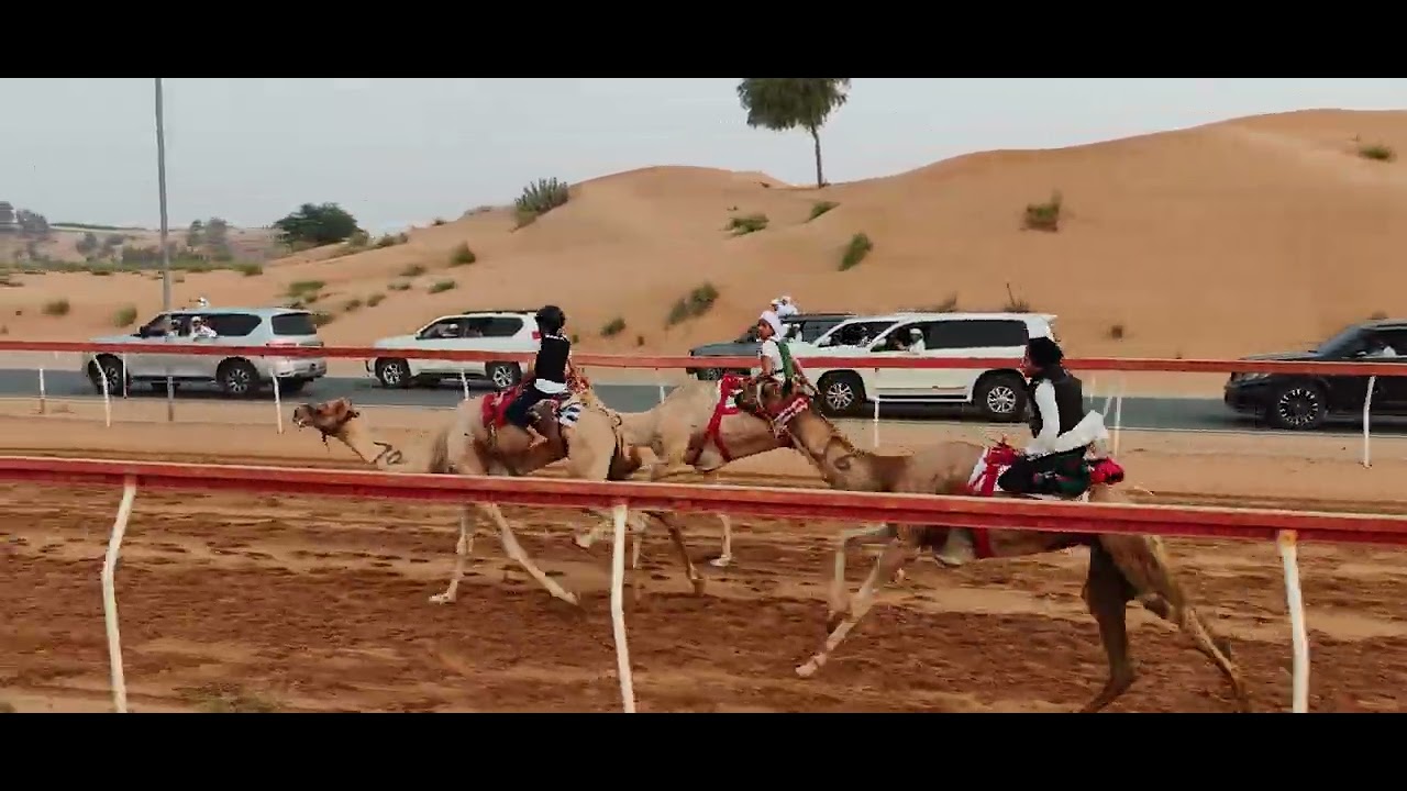 الللبسة :13-7-2024ش11 زايد خليفة بن منينه الغفلي 2:21