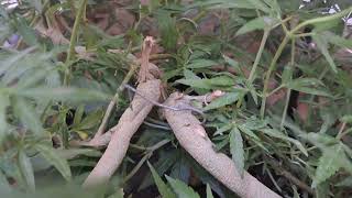 Recovery Strategies: Can I Reverse Early Flowering  Of Outdoor Cannabis Grow?