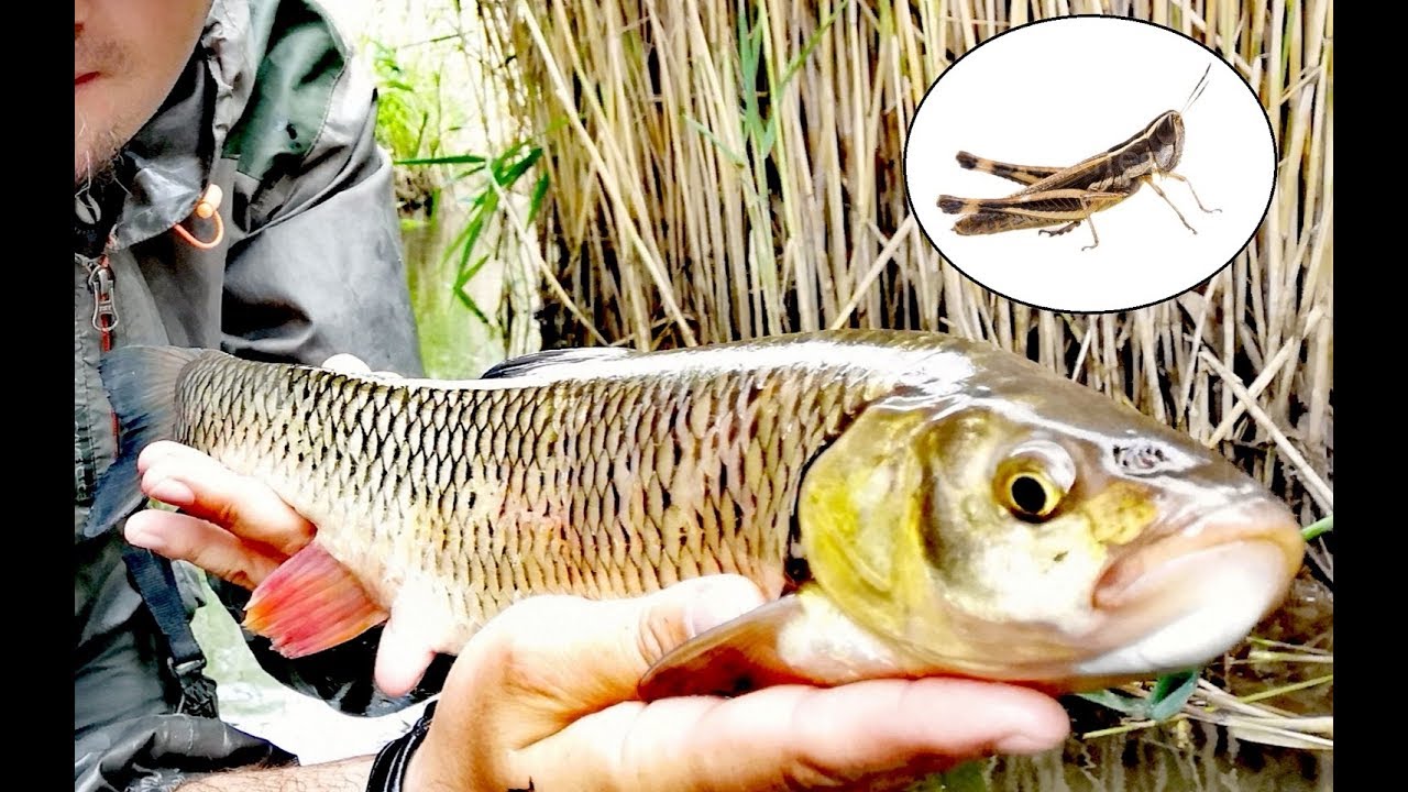 CUM să prinzi CLENI FRUMOȘI - PESCUIT cu MOMELI NATURALE