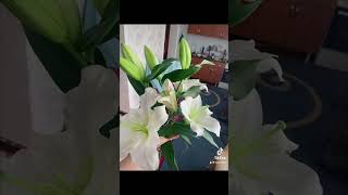 Flowers From Turkmenistan