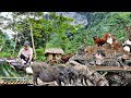 60 days of building a new life building a pig house gardening harvesting bamboo shoots ep 25