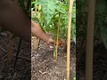 The little one’s favorite time of the day #garden #tomato