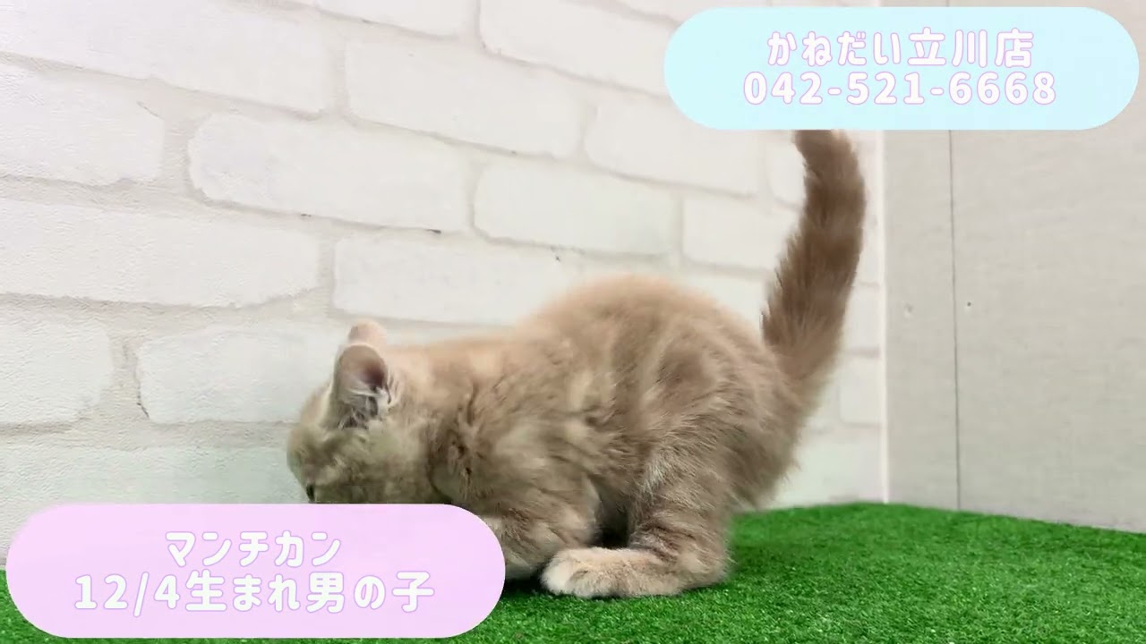 価格の安い【動画あり！】マンチカン♂ 食いしん坊な元気いっぱい足長