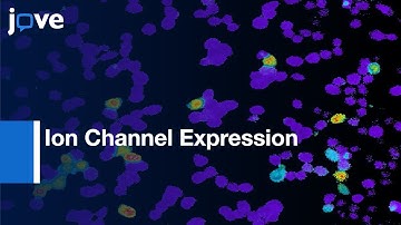 Ion Channel Expression through Inducible Transient Transfection | Protocol Preview