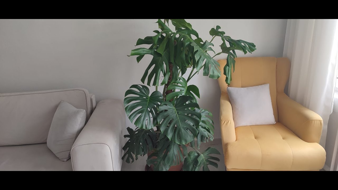 Monstera (Deve Tabanı) Bakımı Çoğaltılması ve Yaprakları Nasıl Delikli Olur