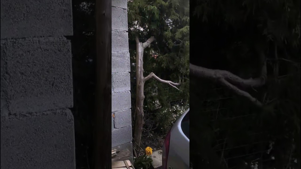 uporaba rjave morske alge bcx900 izkušnje