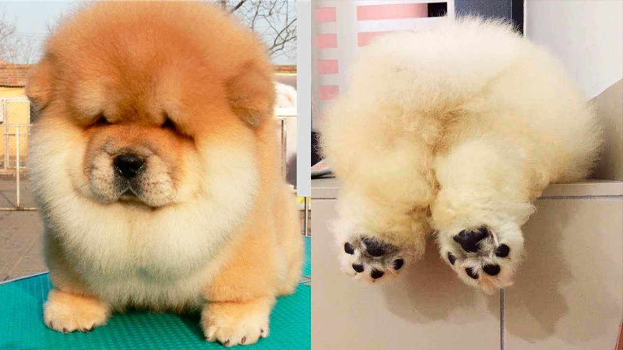 Incredibly Cute: show me cute dogs Making You Smile Every Day