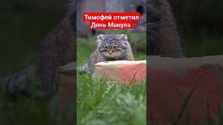 Манул Тимофей самый брутальный интроверт